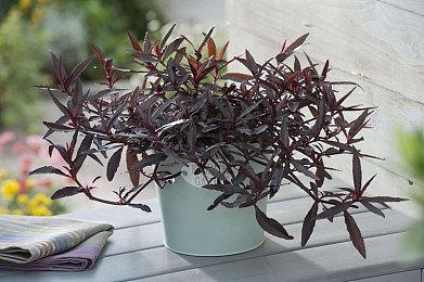 《崩坏：星穹铁道》动画短片：「玄黄」